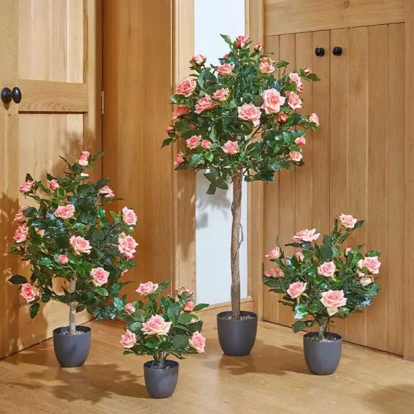 Smart Garden Regent’s Roses - Perfect Pink (Various