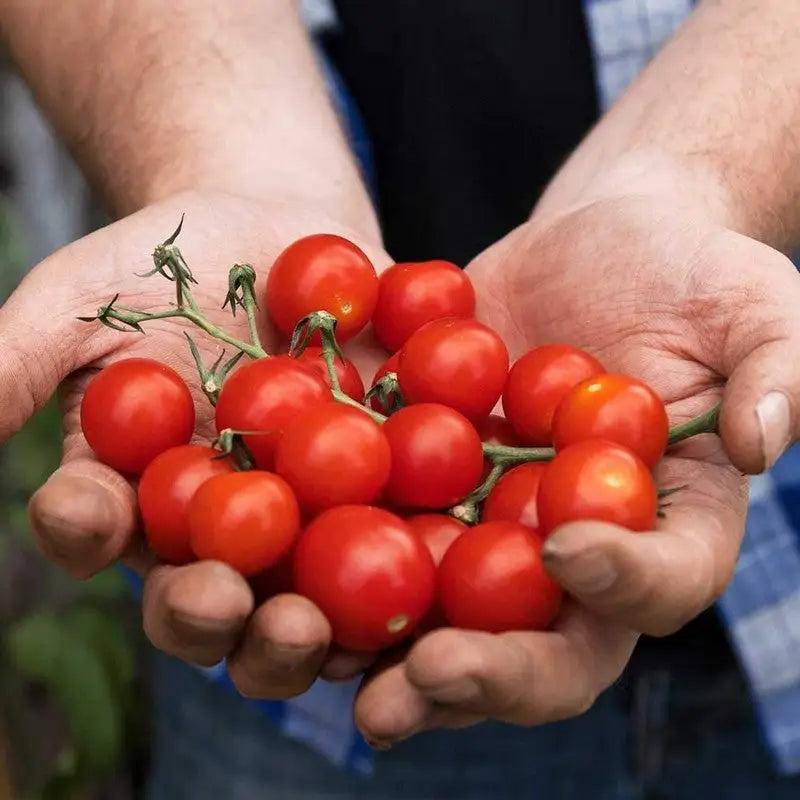 Westland Big Tom Super Tomato Food - 1.25 Litre + 50% Extra