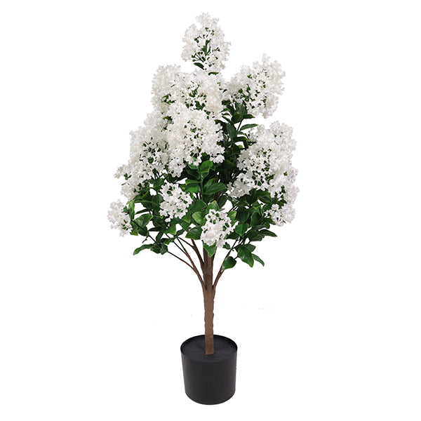 White Lilac in Pot Outdoor - 90cm